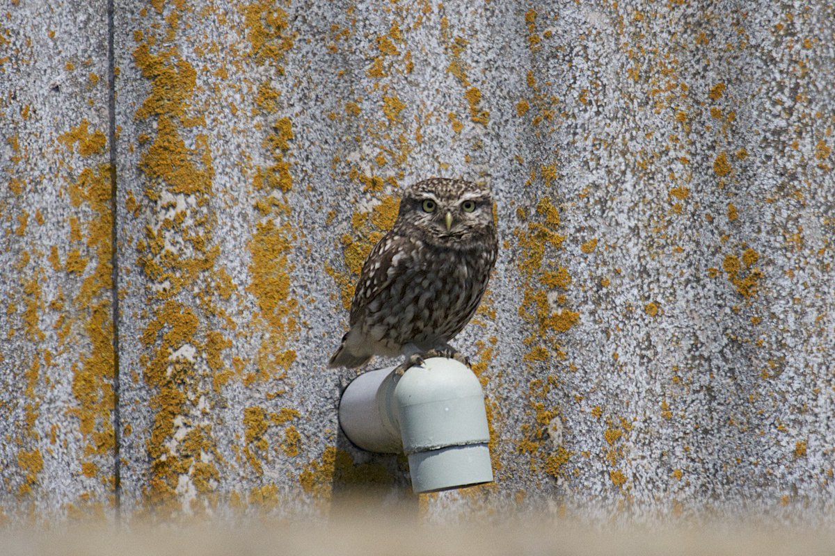 A Sheppey Little Owl #littleowl @UKLittleOwls #birdwatching #kentbirding