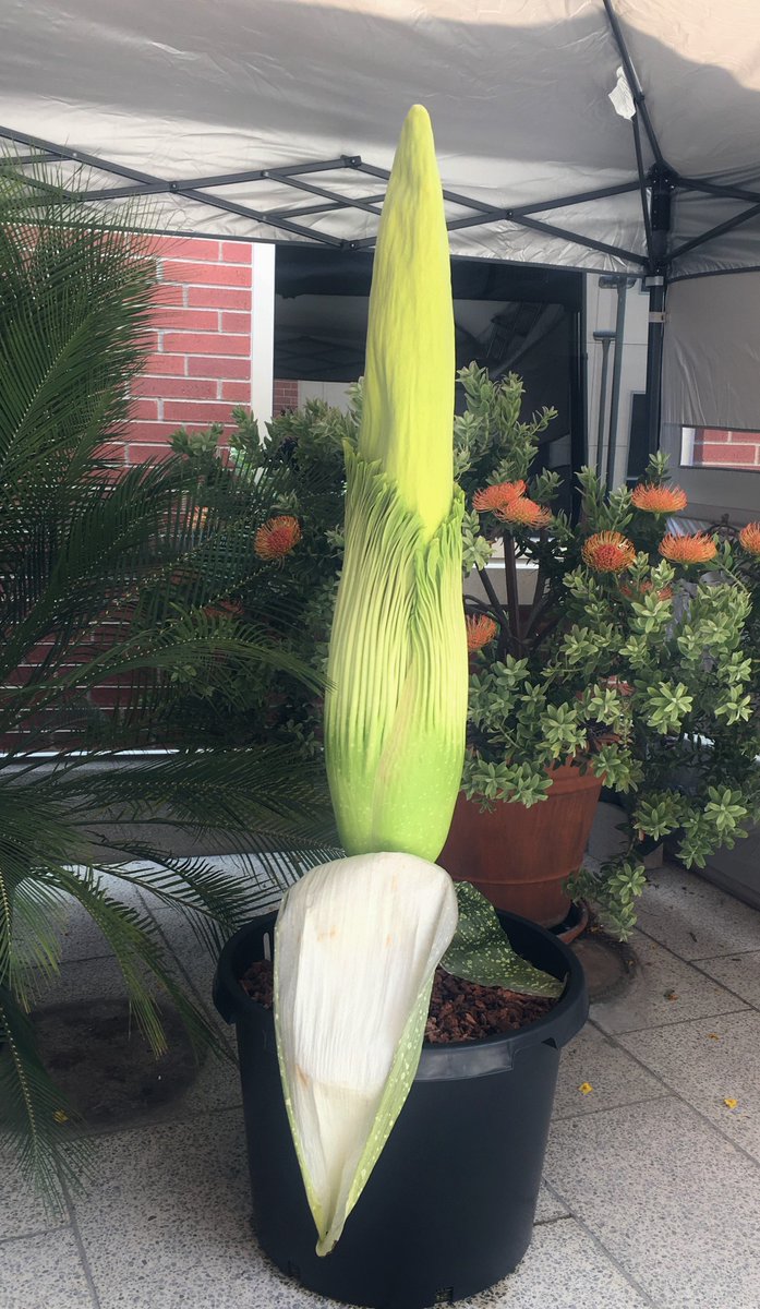 Corpse Lily update: 5/23/19: We are still on #PhilWatch! The spathe (large petal) tips are deepening into burgundy. The spadix (tall green structure), source of the flower's prominent scent, is dimpling &amp; contracting in preparation for full #stinky bloom #csulb