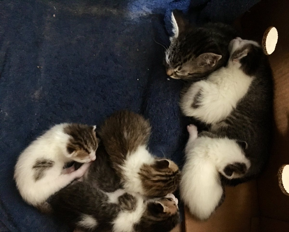 ChanChaneke's tweet photo. Very young #Catlings and their older cousin. #Chaneke and friends https://t.co/zDmg7tKPpx