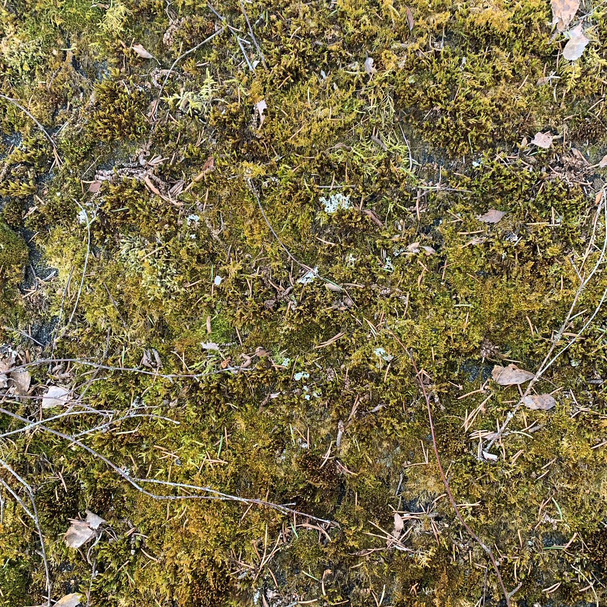 Substance Alchemist texture magic made from a photo taken with just my iphone #SubstanceAlchemist #3D #Substance