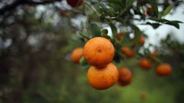 thehill's tweet photo. Atlanta to transform 7 acres of vacant property into country's largest food forest for public free of charge https://t.co/feInHanL37 https://t.co/DFoQIdC3BV