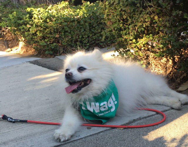 VastData's tweet image. #wagwalking #ilovewag #dogs #dogsofinstagram #dog #doglovers