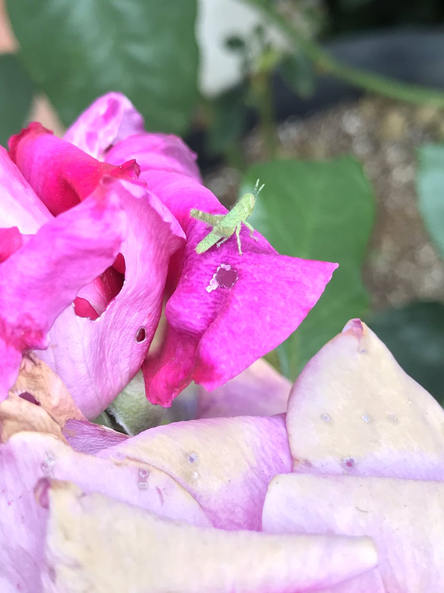 ForeignFamily (@foreignfamily) on Twitter photo 