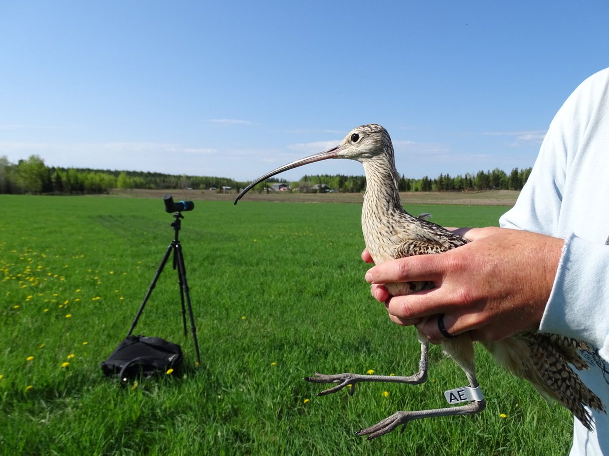 Newly satellite tagged female Long-billed Curlew, Shalin, named after the farming family whose hay field she is nesting in. We have had great opportunities to allow farmers to connect with these amazing birds as they watch the banding process, release the bird, and name it.