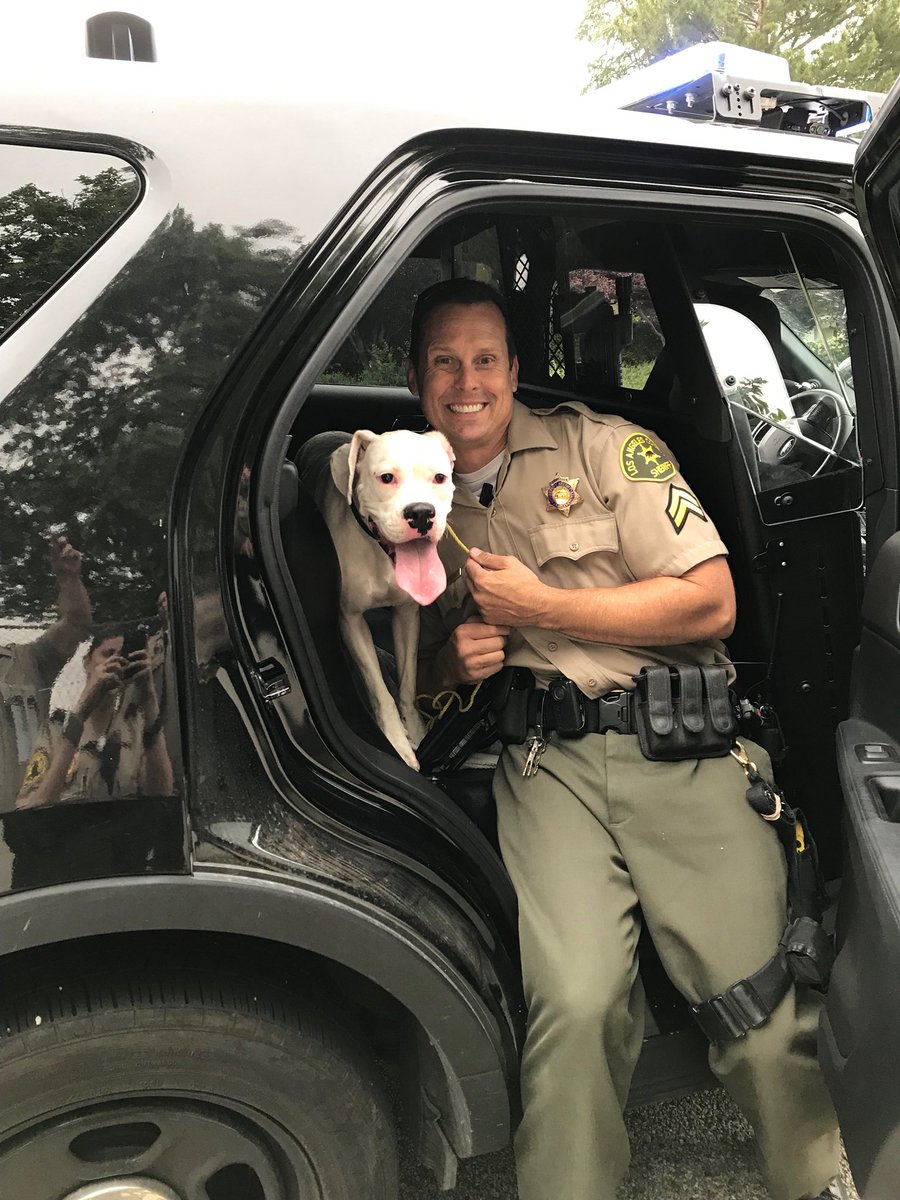 SCVSHERIFF's tweet photo. This pup was found wandering on Seco Canyon Rd., almost getting hit by cars. No tags. Deputies are taking him to the Castaic Animal Shelter if you’re missing your 4-legged friend. https://t.co/61cQNco9HX