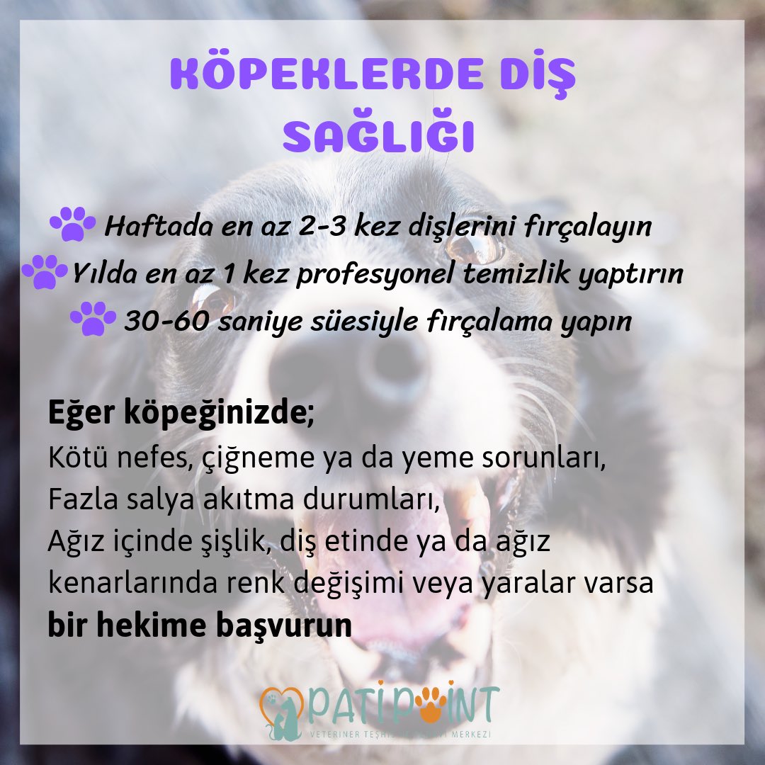 Köpeklerde ağız ve diş sağlığının önemini biliyor musunuz?🐾🐶🦷
#köpek #köpekbakımı #çankayaveteriner #ankaraveteriner #çukurambar #veteriner #hayvanseveler #köpekseverler