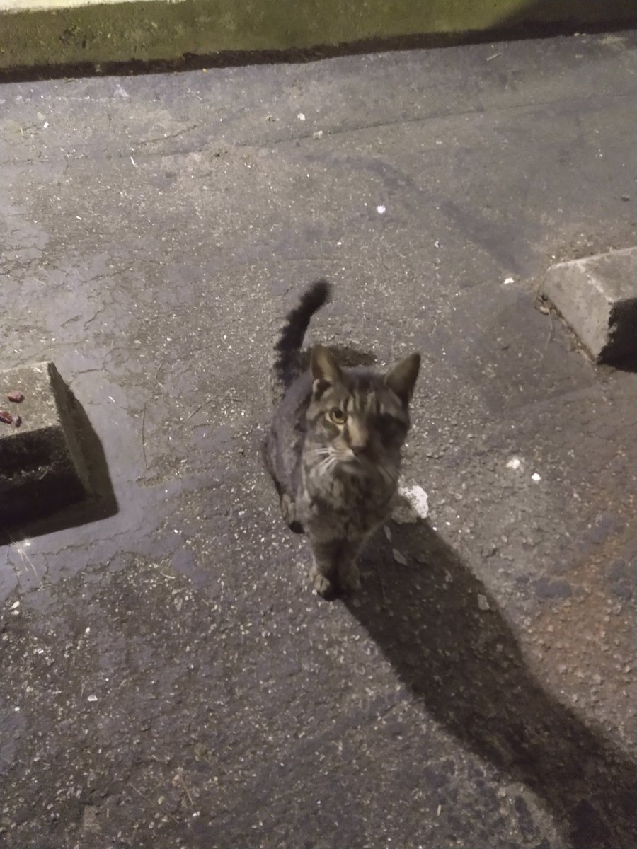 louieloulouis96's tweet photo. This is my feral cat friend Jack Links. Named for his love of beef jerky. https://t.co/rat74GF7Im