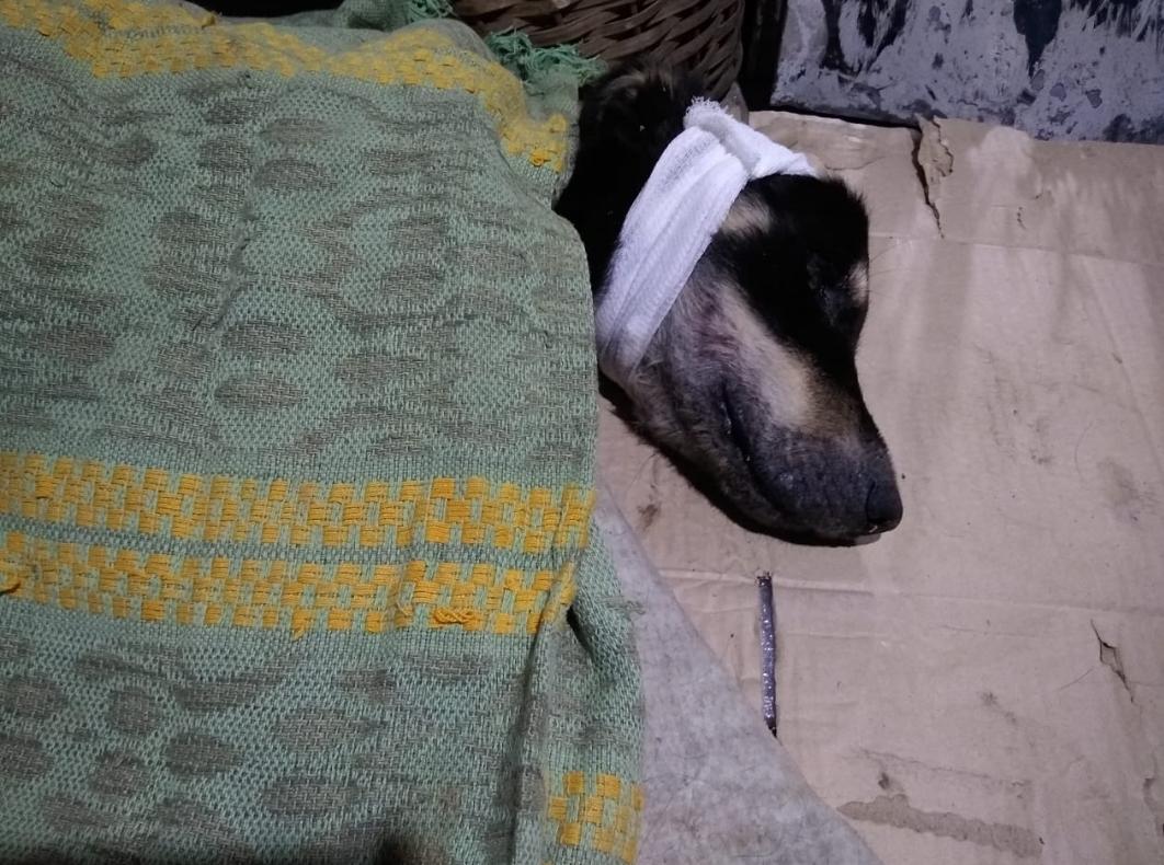 FideosConQuesso's tweet photo. Estamos juntando plata para poder pagarle la terapia neural. En caso de que no puedan ayudar con dinero, seria de mucha ayuda un RT. Cualquier cosa me hablan al privado o 1126184488 - 1155818521🙏🙏 https://t.co/rHnHrBqBmf