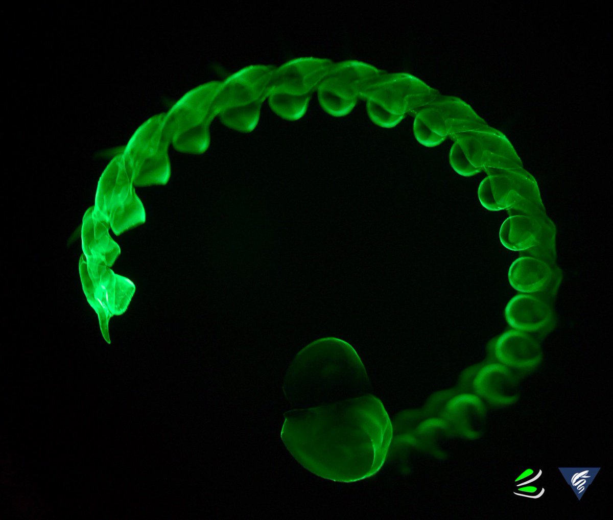 Parapriacanthus's tweet image. Lilyopsis is one of my favorite #siphonophore. #DEEPC @MBARI_News