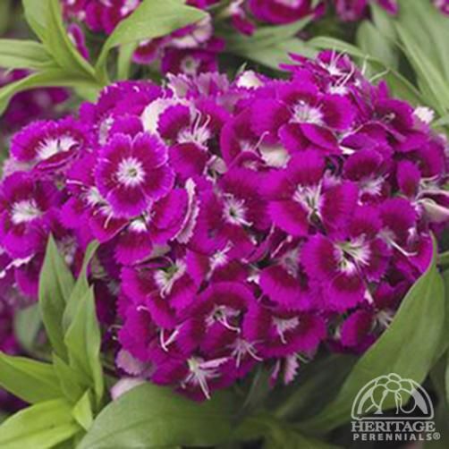 Sneak preview of our Spring-Summer lo-tech Parkview Life mini-newsletter, which will include free Sweet William seeds from Tower Hamlets Homes, and will be delivered to Parkview estate residents on Bank Holiday Monday evening by the fantastic <a href="/GGTowerHamlets/">GoodGym TowerHamlets</a> #regenerativeculture