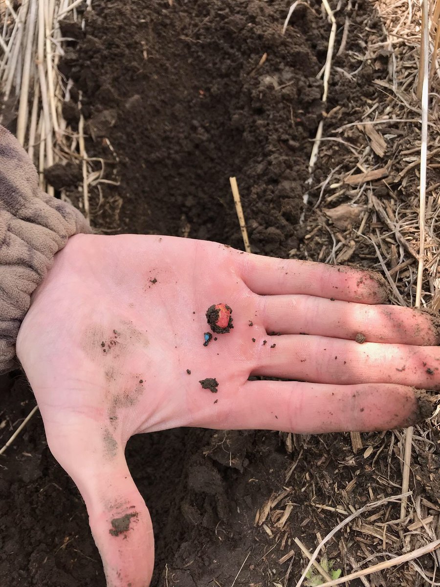 FE_DigitalAg's tweet photo. Helping create staging models by scouting emerging corn,oats, barley, and wheat #DigAg #cropstaging-JR https://t.co/tBQ4bQBkNP