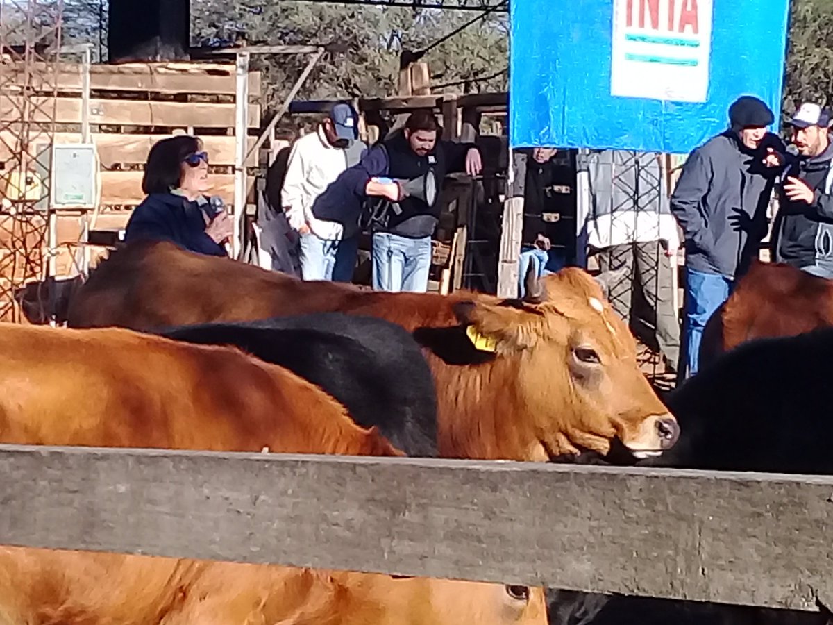 escorpio511's tweet photo. Hoy se vivió la Tercera #JornadaGanadera en #Chamical @eealarioja  a puro color, sonidos y encuentros de apasionados por la #ganaderia en zonas áridas y semiaridas. 
Felicidades a todo el personal de #INTA 🙌🙋 #INTACONTODOS https://t.co/HsZ487eJ7W