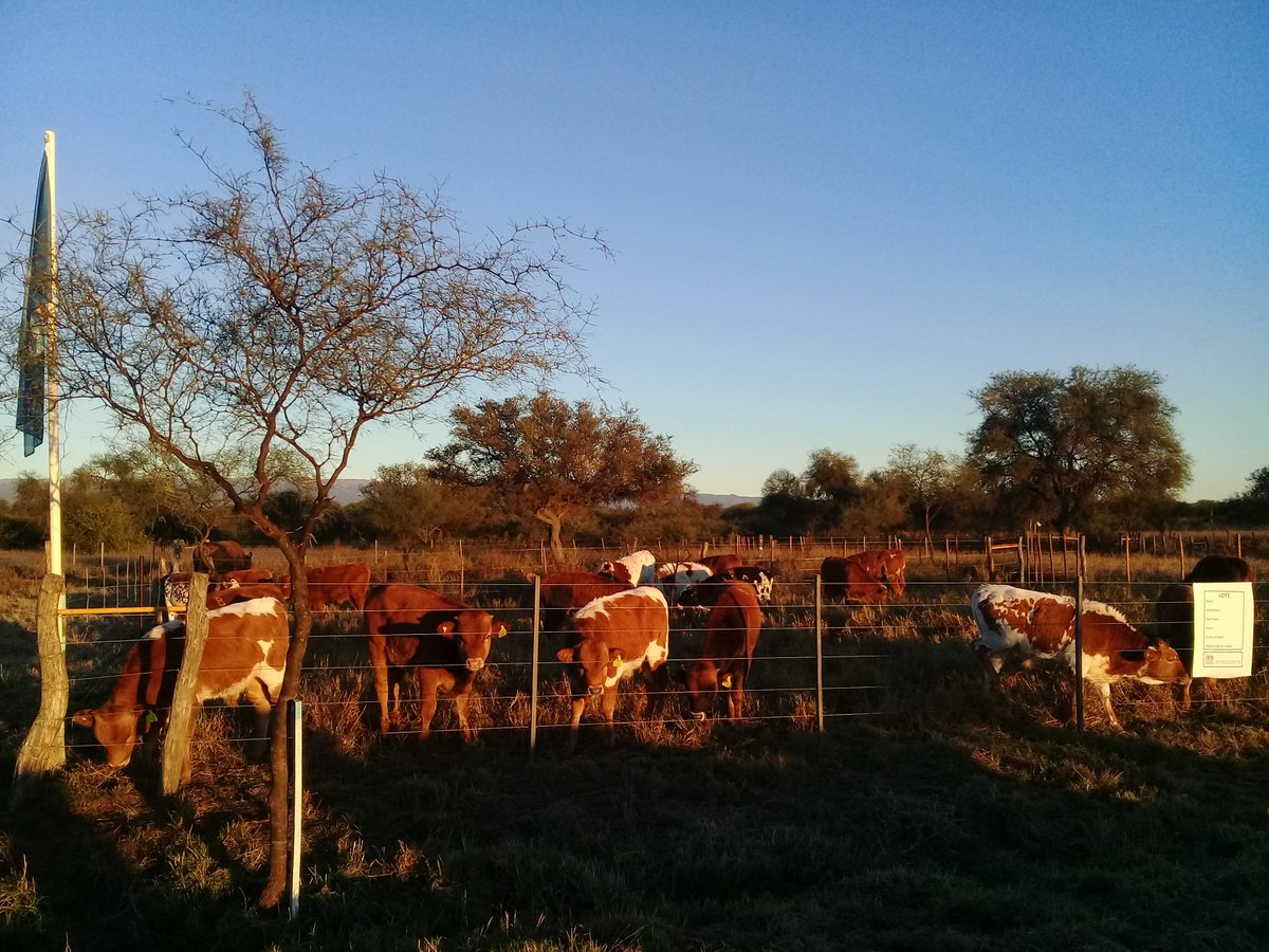 escorpio511's tweet photo. Hoy se vivió la Tercera #JornadaGanadera en #Chamical @eealarioja  a puro color, sonidos y encuentros de apasionados por la #ganaderia en zonas áridas y semiaridas. 
Felicidades a todo el personal de #INTA 🙌🙋 #INTACONTODOS https://t.co/HsZ487eJ7W