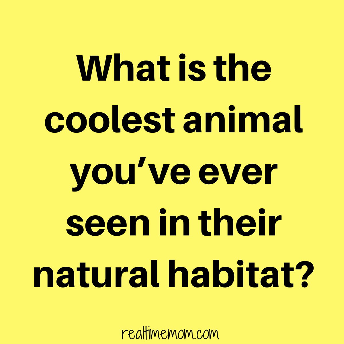 RealTimeMomBlog's tweet image. Kangaroos