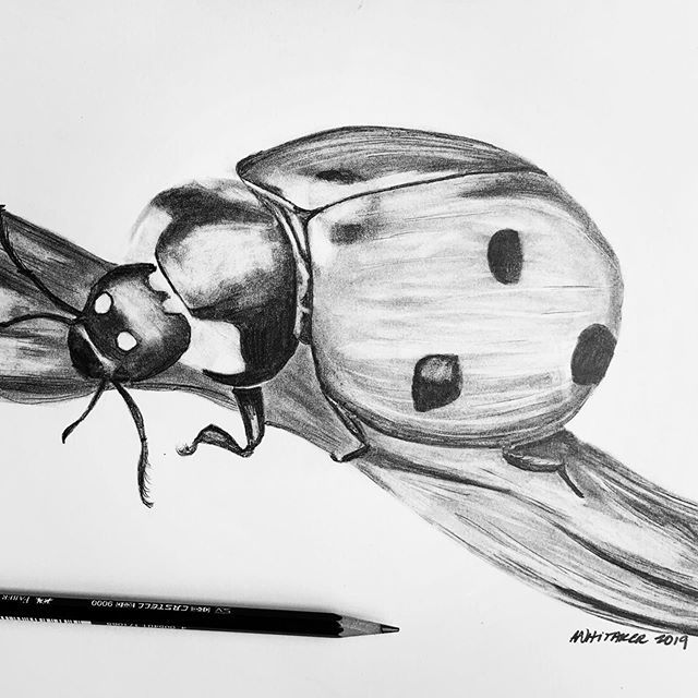 Insects A Sketch By Hand Pencil Drawing Vector Image Royalty Free SVG  Cliparts Vectors And Stock Illustration Image 67876122