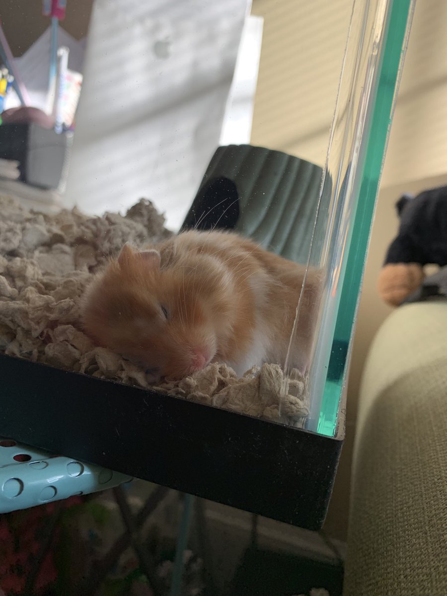 Audrey_Renee97's tweet photo. Life update: I have obtained a hamster. Meet Milo 🐹⚡️ https://t.co/QbPAUlVReS