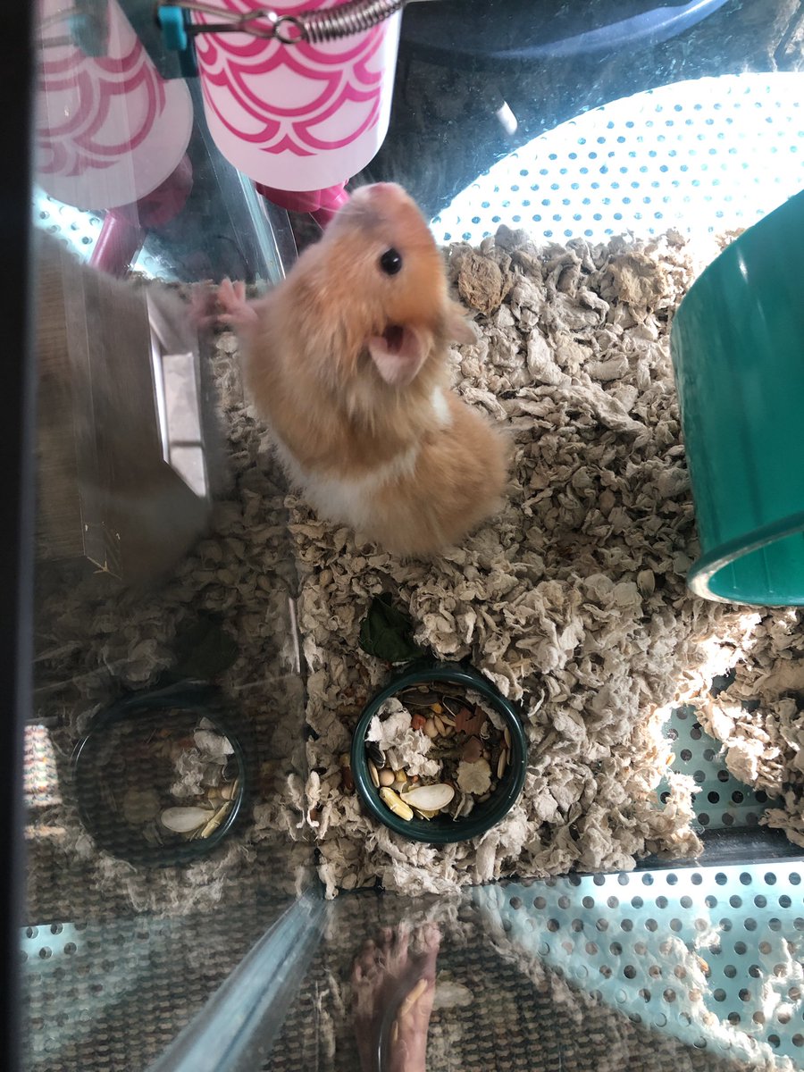 Audrey_Renee97's tweet photo. Life update: I have obtained a hamster. Meet Milo 🐹⚡️ https://t.co/QbPAUlVReS