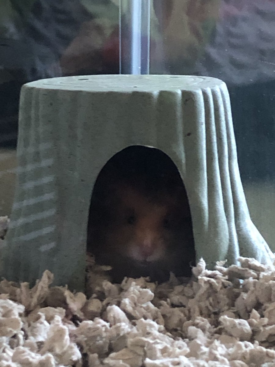 Audrey_Renee97's tweet photo. Life update: I have obtained a hamster. Meet Milo 🐹⚡️ https://t.co/QbPAUlVReS