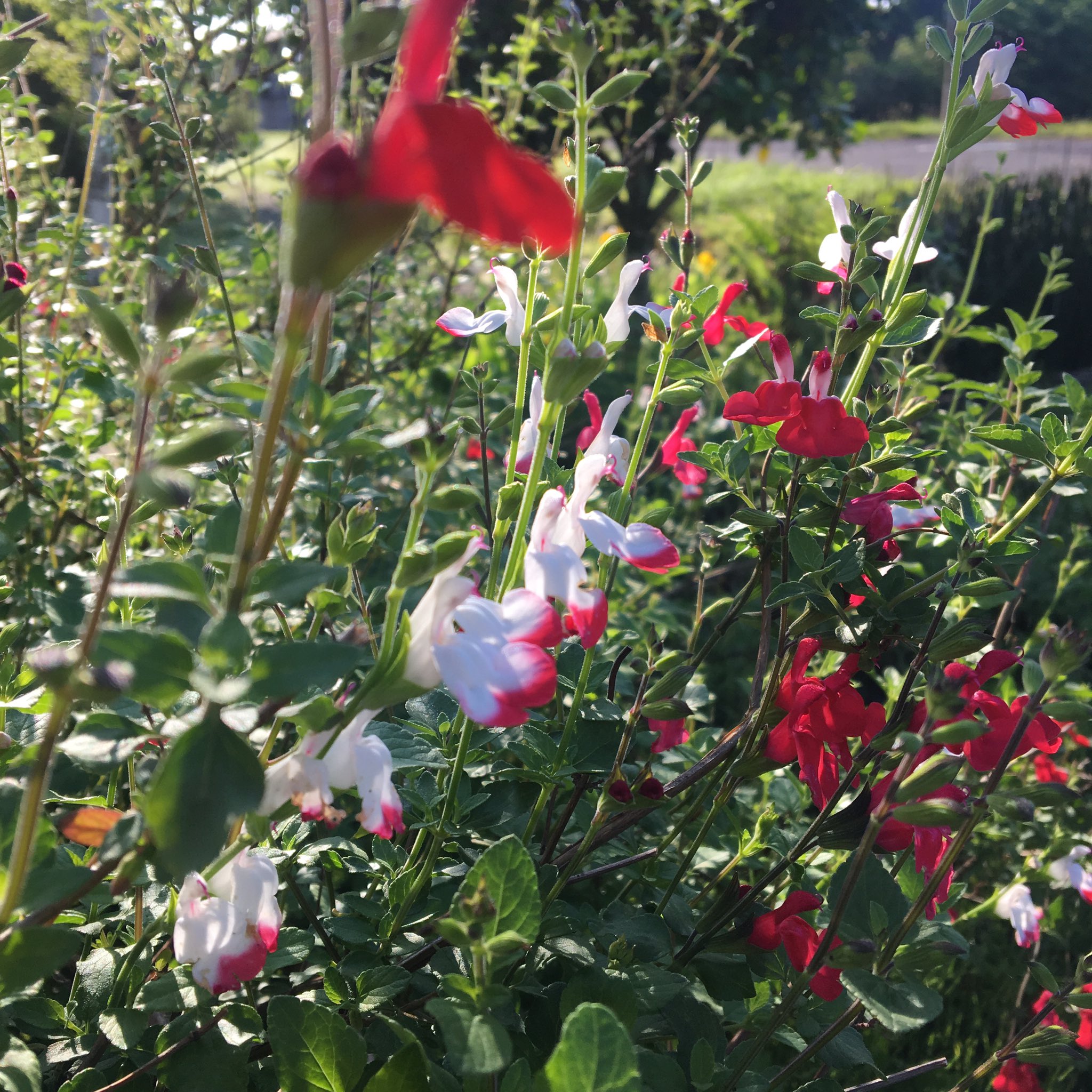 Twitter এ たーちゅー 我が家の チェリーセージ ホットリップス ご存知の通り 赤になったり白になったりツートンカラーの面白い花です チェリーセージ セージ ホットリップス ハーブ 初夏 自宅庭 ガーデニング 花 初夏の花 花のある暮らし 花のある Twitter এ たーちゅー 我が家の チェリーセージ ホットリップス ご存知の通り 赤になったり白になったりツートンカラーの面白い花です チェリーセージ セージ ホットリップス ハーブ 初夏 自宅庭 ガーデニング 花 初夏の花 花のある暮らし 花のある