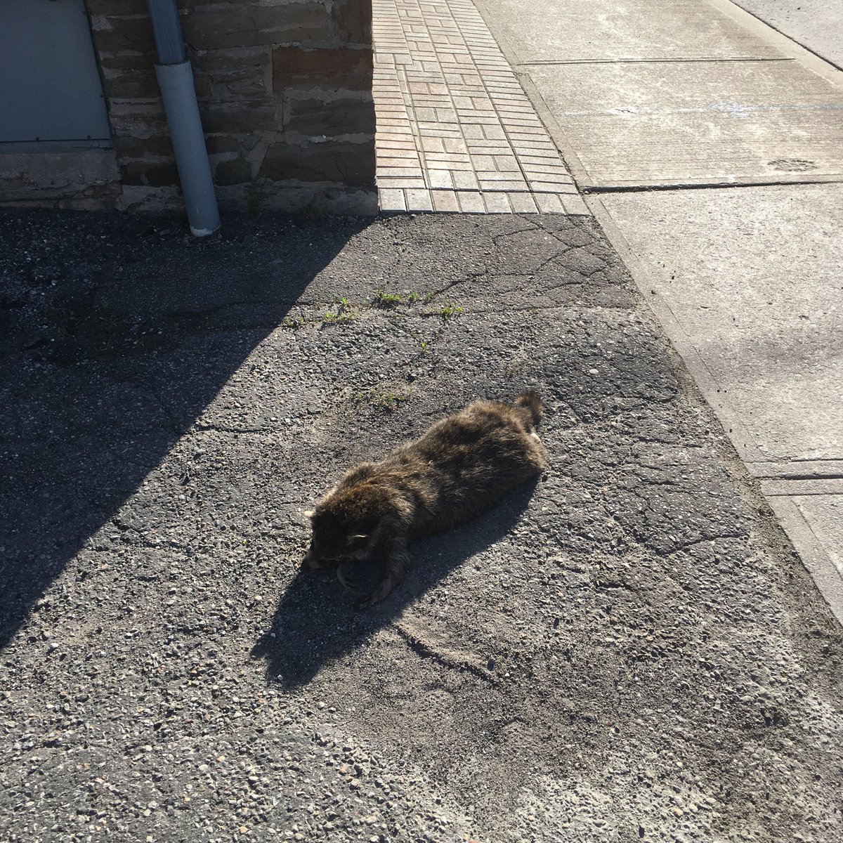 mintvis's tweet photo. @TOAnimalService raccoon bro didn’t make it :(
SE corner of Richmond and Berkeley https://t.co/QgxJ7IRxvO