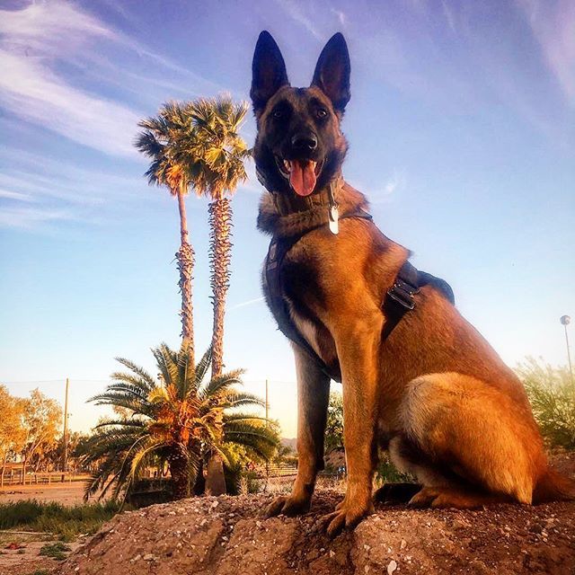 k9storminc's tweet photo. Let the palm trees sway @dogpoundrex 🌴🐺🌴 #StormThroughAnything
.
.
.
.
.
#k9storminc #idharness #dogharness #trackingharness #swat #swatdog #madeincanada #madeinwinnipeg #malinois #gsd #workingdog #k9unit #k9handler #sheriffk9 #sheriff #policedog #po… https://t.co/WBtanKRixD https://t.co/WydVI2bqRi