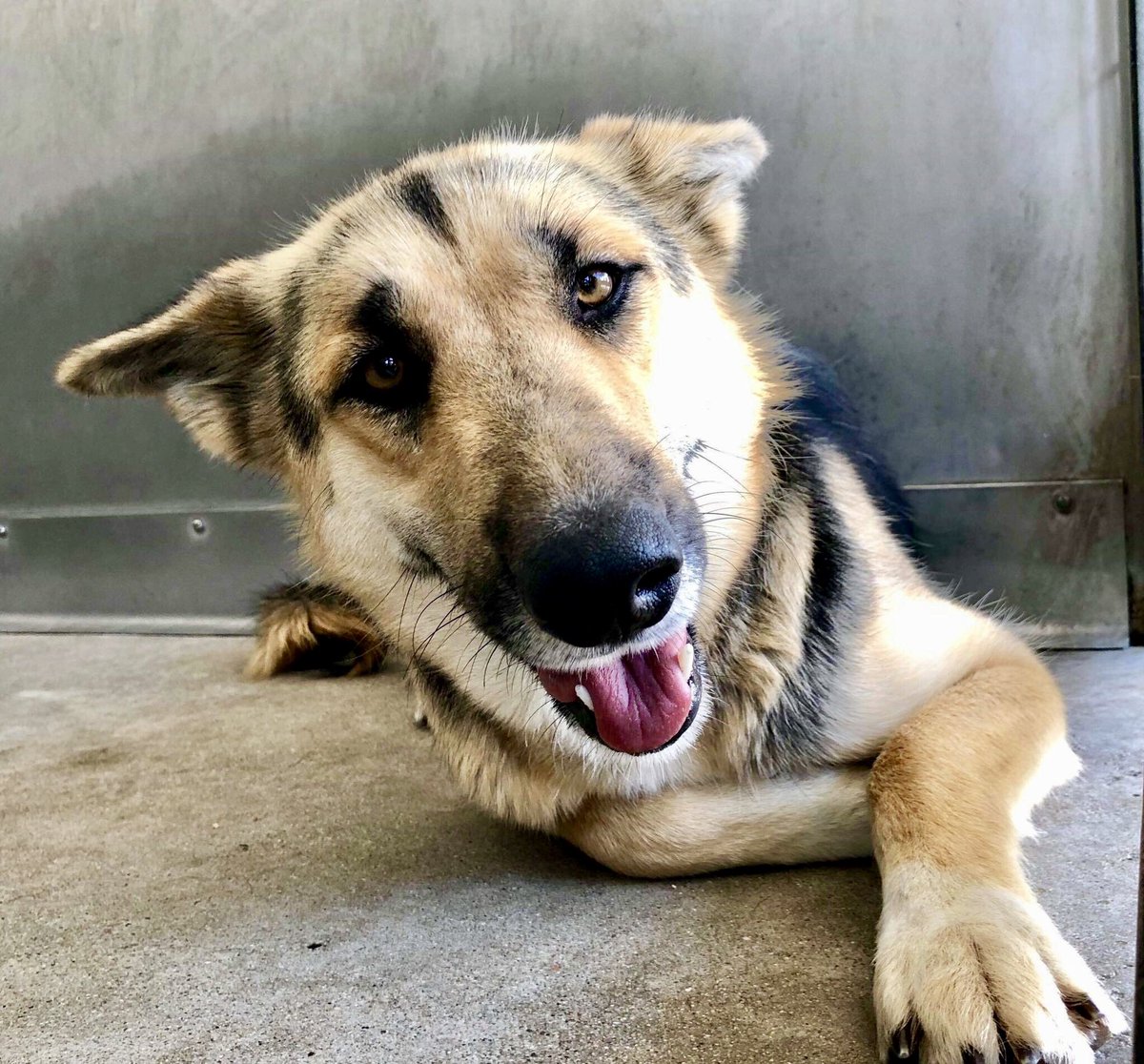 This weekend, plan a visit to your local rescue shelter, where your new best friend is waiting for you :) #adopt #rescue #foster #LucysLaw