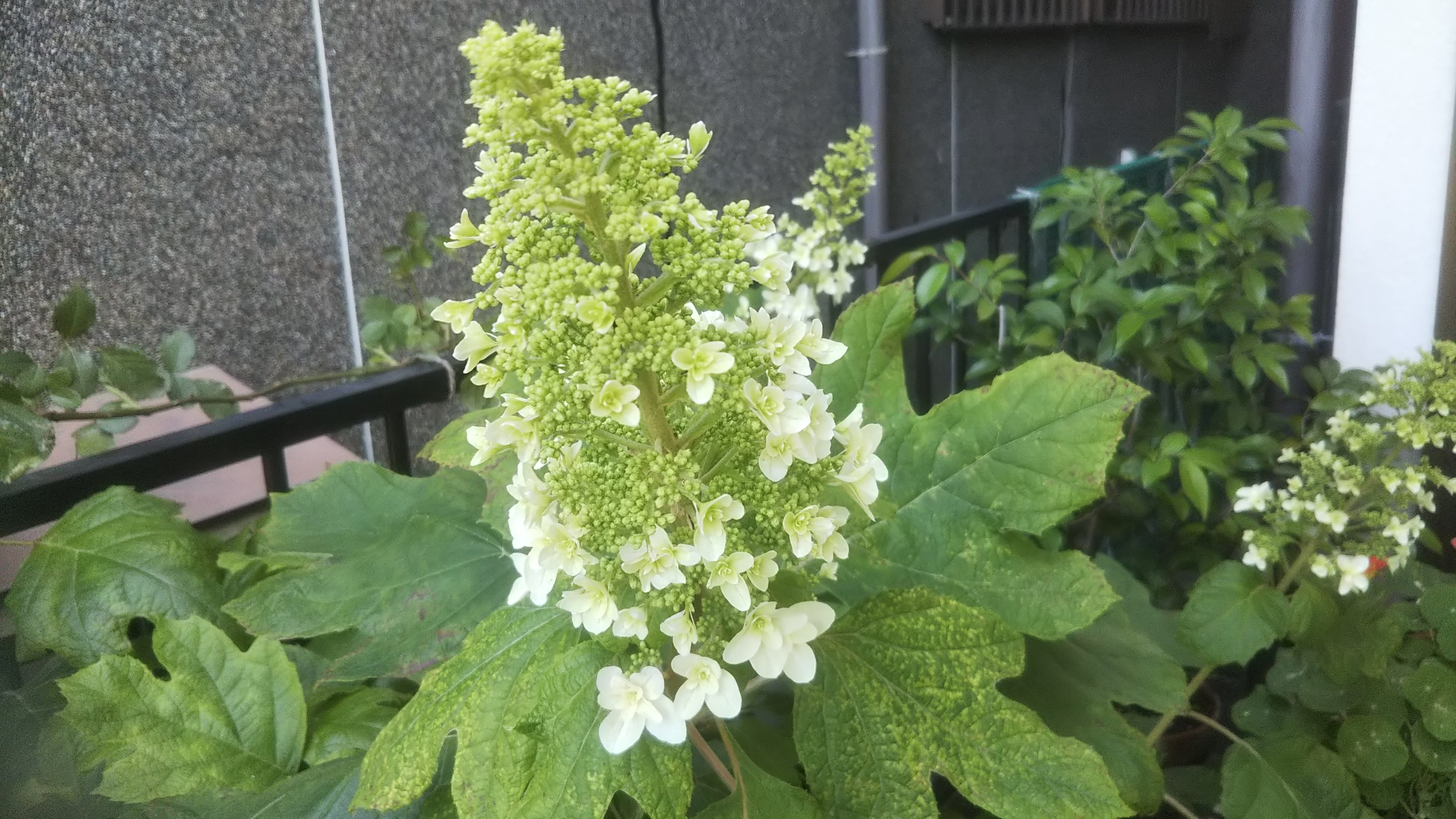 八重柏葉紫陽花 Twitter Search Twitter