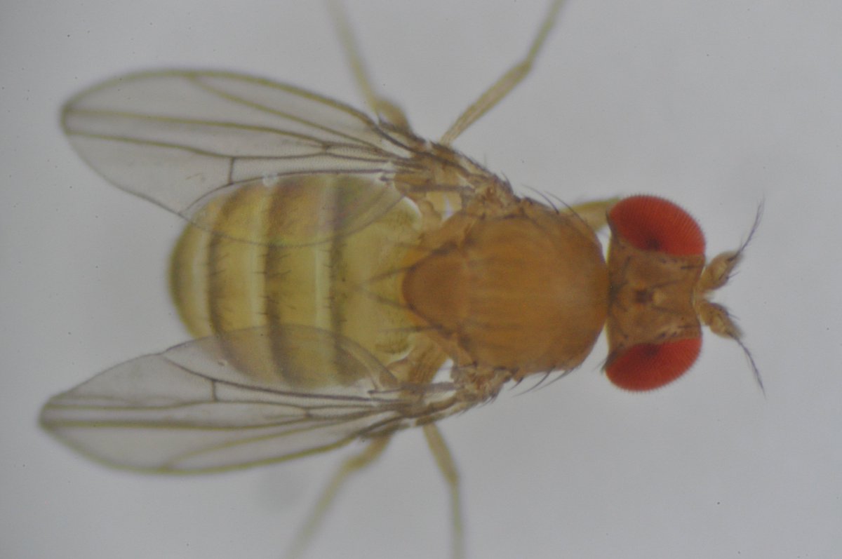 Hoosierflyman's tweet photo. I keyed out a fly! Working from this photo I took today got her to the D. willistoni group. Probably D. equinoxialis. #seabbatical https://t.co/k8xL5AO9HN