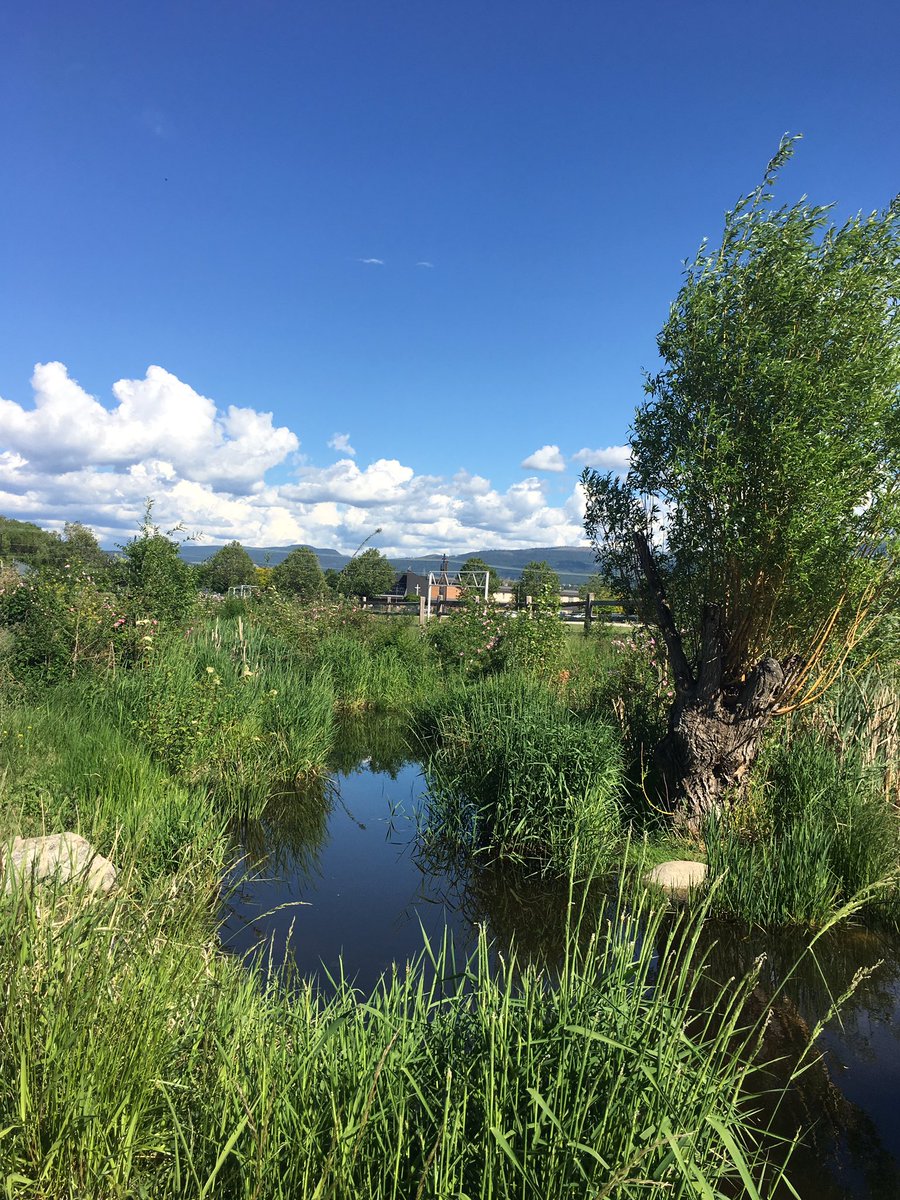 tweetwithpav's tweet photo. #KLOMiddle Fascieux Creek #ecosystem is thriving. Great upkeep Mr. Wardman, the students and staff. #stewardship @ChadWardman #sd23learns https://t.co/sEEFxP5Arq