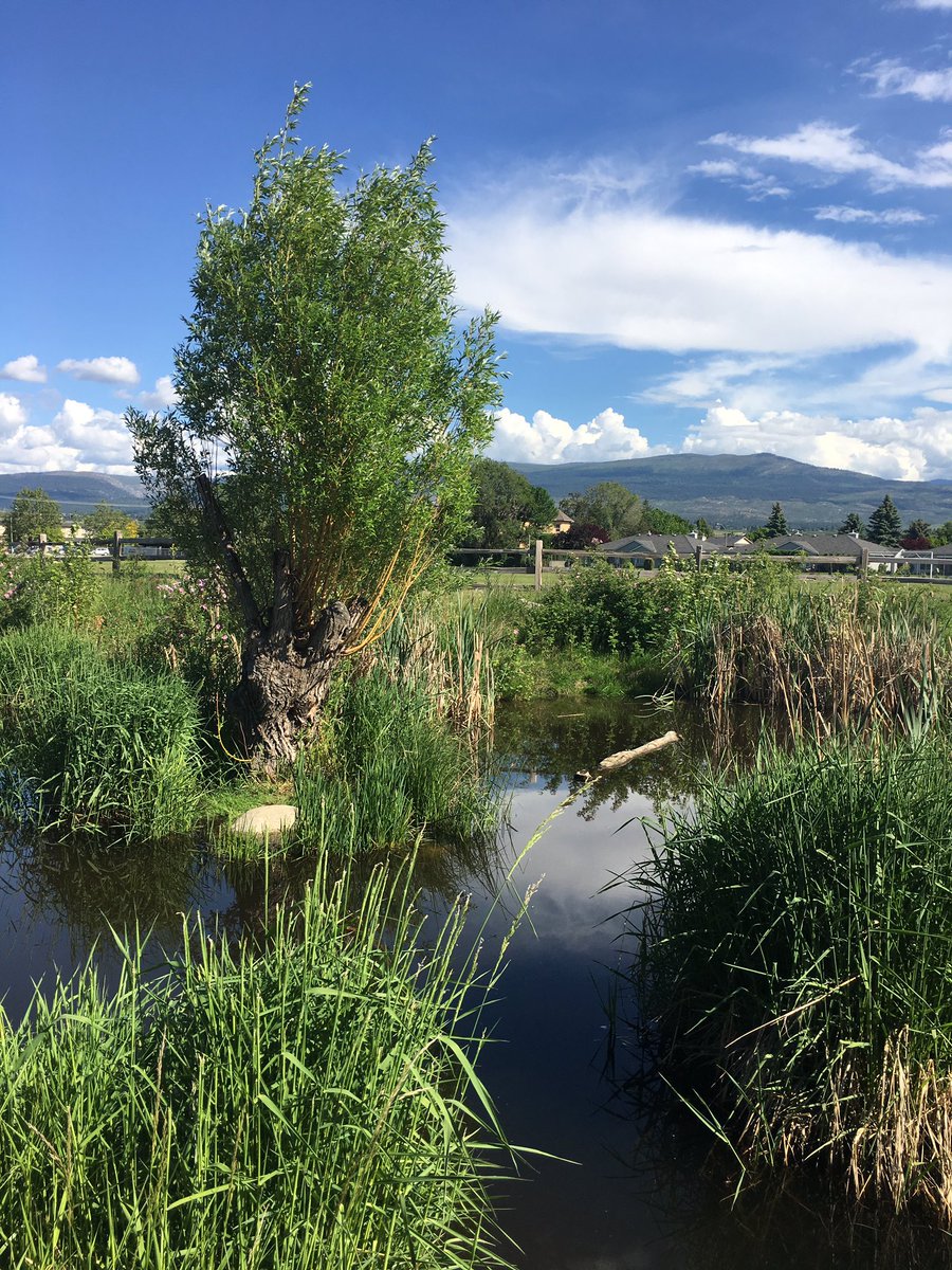 tweetwithpav's tweet photo. #KLOMiddle Fascieux Creek #ecosystem is thriving. Great upkeep Mr. Wardman, the students and staff. #stewardship @ChadWardman #sd23learns https://t.co/sEEFxP5Arq