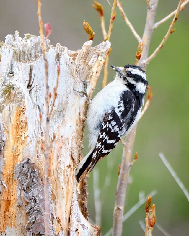 HumanotExplorer's tweet photo. Downy Woodpecker. #birdsofinstagram #woodpecker #downywoodpecker #naturephotography #woodpeckersofinstagram #birdphotography #bird #fujifilmxt2 #fujifilm #pelee #migration #allaboutbirds https://t.co/c76hJBMHwc https://t.co/ai7rpZIefz