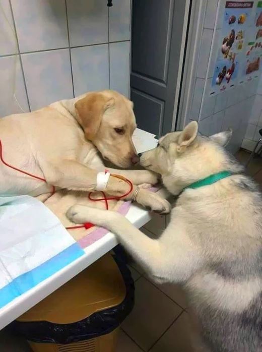 newscomauHQ's tweet photo. Ahhh, our hearts! 😭❤️ This veterinarian has a comfort dog assistant that helps sick dog patients know that everything will be alright. 📷: Reddit/obito_GF https://t.co/bT1I4H0jpP