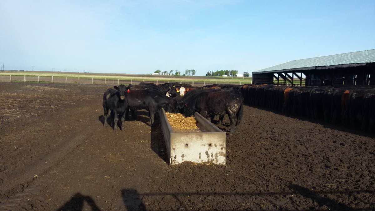 ethanolcowboy's tweet photo. I have 160 hd of 950# steers for sale. Retweets appreciated. @craigimoss @kennedycattleco @justinr1108 @tbcattle_72 https://t.co/Df2n8Wprsw