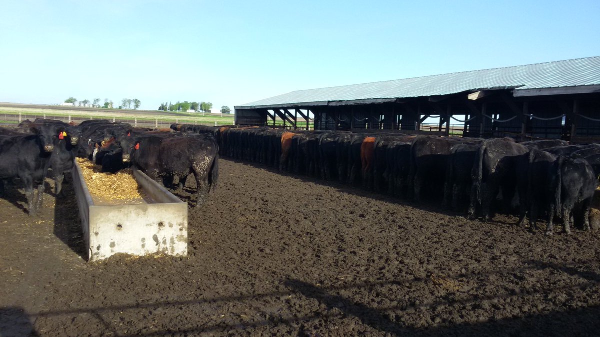 ethanolcowboy's tweet photo. I have 160 hd of 950# steers for sale. Retweets appreciated. @craigimoss @kennedycattleco @justinr1108 @tbcattle_72 https://t.co/Df2n8Wprsw