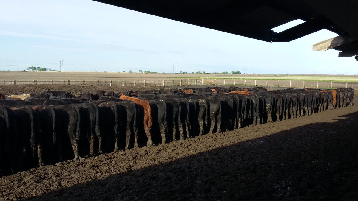 ethanolcowboy's tweet photo. I have 160 hd of 950# steers for sale. Retweets appreciated. @craigimoss @kennedycattleco @justinr1108 @tbcattle_72 https://t.co/Df2n8Wprsw