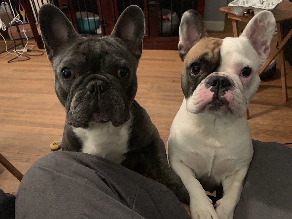 BKPART's tweet photo. Dash and Zoey wanted some of my popcorn ๐ฟ last night lol. These 2 are a mess. Love them lots. #fenchie #frenchbulldog https://t.co/NXo5xFvJmd