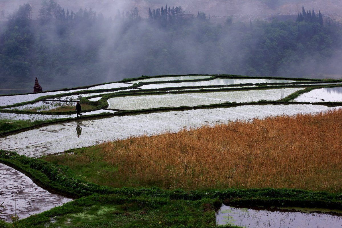 LiveinGuizhoujp's tweet image. 貴州省黔東南ミャオ族トン族自治州丹寨県竜泉鎮高要村の棚田は、中国で最も美しい10の棚田の1つです。この棚田は高要村に住む汪一族と劉一族の人々が、丘陵地での耕作を代々続けてきたことで、今の形になっているんです。その総面積は1000ムー（約67ヘクタール）以上もあります。