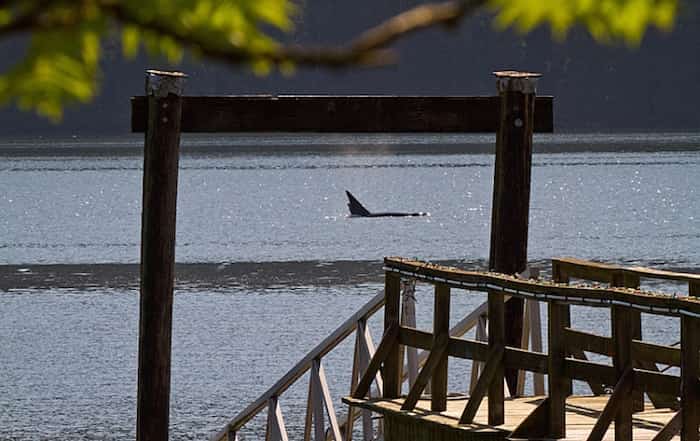 VIAwesome's tweet photo. Whales spotted swimming in Burrard Inlet https://t.co/5ajUszmwvD https://t.co/F7EbN3WlJ8