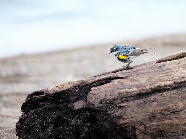 HumanotExplorer's tweet photo. A yellow-rumped or Myrtle Warbker. #birdsofinstagram #warbler #yellowrumpedwarbler #myrtlewarbler #naturephotography #warblersofinstagram ofinstagram #birdphotography #bird #fujifilmxt2 #fujifilm #pelee #migration #allaboutbirds https://t.co/QvMOspJBOk https://t.co/air2w7Whdv