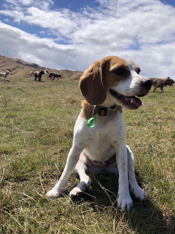mandysimpson's tweet photo. I left a plastic tub of beagle food for the lovely lady who is looking after Bailey tonight while I go to the High Tech awards. It seems Bailey found the tub first this morning, chewed right through it and pre-ate her dinner and breakfast π #beagletrouble #noregrets https://t.co/YhM85StVOh
