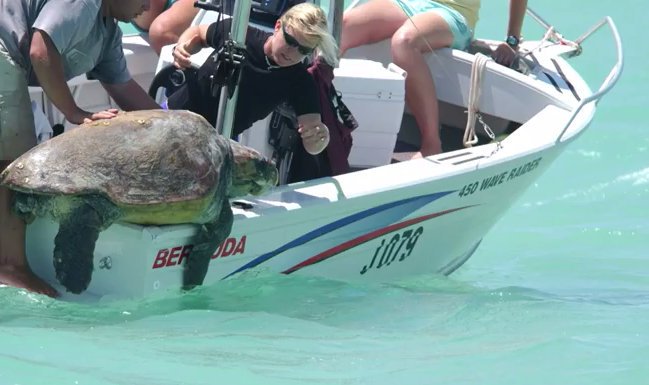 TEDx's tweet photo. "I searched the ocean looking for any discolored oblong patches of water that might reveal the location of a grazing sea turtle." On researching sea turtles from the sky: https://t.co/9fAsf184gG @TEDxBirmingham @Bevan84E #WorldTurtleDay https://t.co/gvtqeerBRy