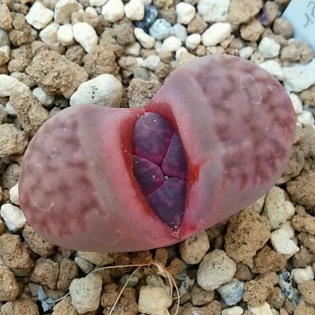 _Anne__'s tweet photo. #purper
まさかの 4分球?! 😱😨😱 https://t.co/elWnz594rV https://t.co/VHSVRxjVFF