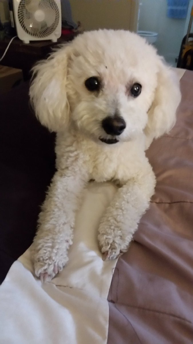 bichon frise seizures