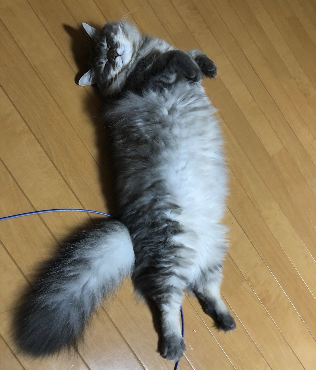 大きな猫種 メインクーンの平均体重を超えてる日本猫さんの大きさにビックリ 大きい猫さんたちの写真がリプで続々集まる Togetter 大きな猫種 メインクーンの平均体重を超えてる日本猫さんの大きさにビックリ 大きい猫さんたちの写真がリプで続々集まる Togetter