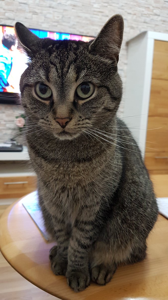 Kedilerin annesi (@sirinveboncuk) on Twitter photo 