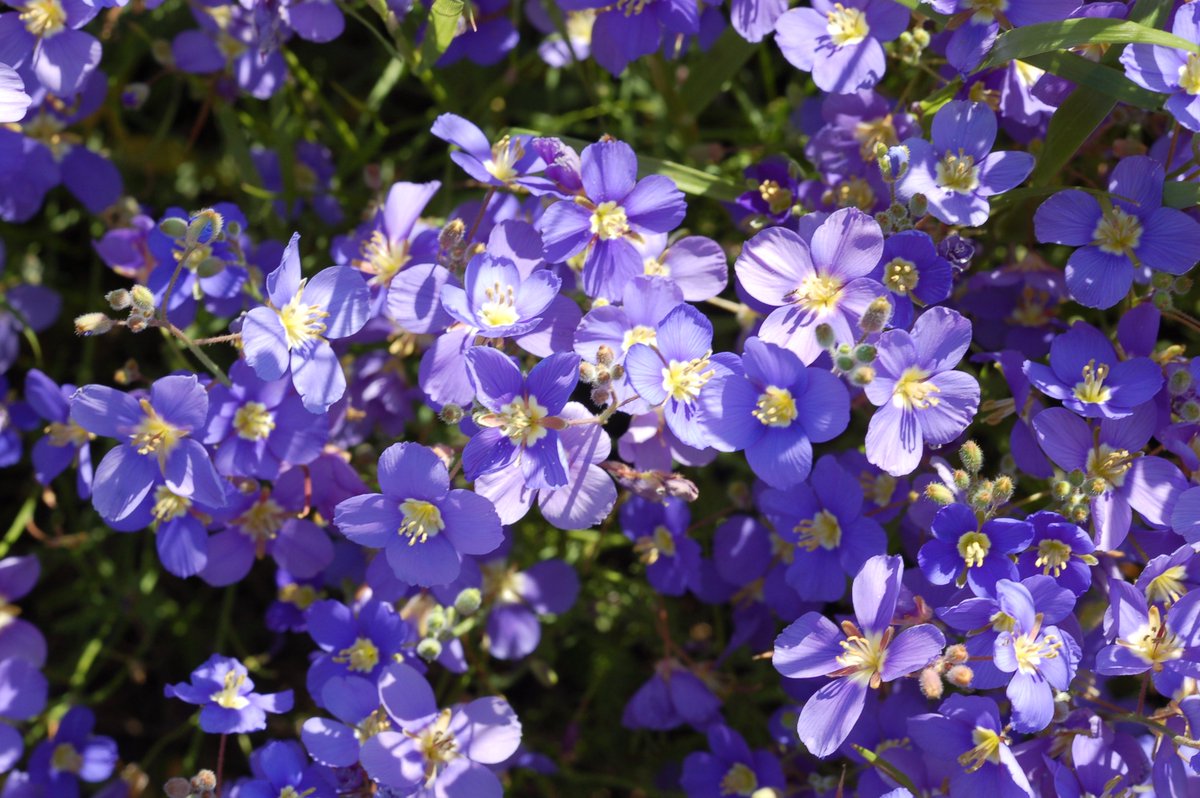 A short journey up the West Coast takes you to our quiet, peaceful and serene village of Darling. Aptly named and known for its proliferation of wildflowers, turning into a Spring wonderland and a kaleidoscope of colours.
#GoSloDarling
#Wildflowers