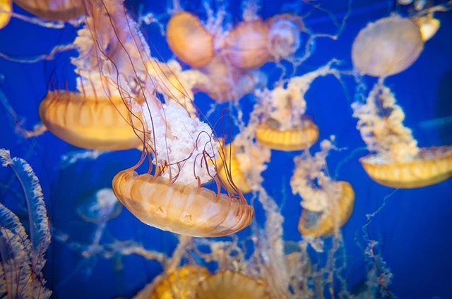 BFPphotos's tweet photo. Prints now available in my Etsy store. Link in bio. Ocean life. Jellyfish. #macro #macrophotography #sea #sealife #oceanphotography #oceanlife #vibrantcolors #vividcolors #vibrant #ocean  #saltwateraquarium #saltwaterfish #jellyfish https://t.co/yTefuXRM95