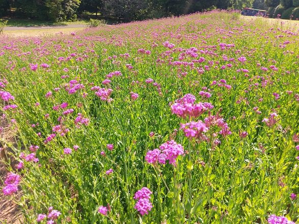 国営昭和記念公園 日本庭園前の小さな花畑のコマチソウ ムシトリナデシコ が見頃となりました 花言葉は 罠 誘惑 未練 しつこさ 昭和記念公園 週末は公園へ行こう コマチソウ T Co Pytklb2sek Twitter