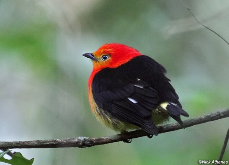 Dreamya44's tweet photo. Le #Manakin_À_Queue_Barrée (#PipraFasciicauda) est une #Espèce d'#Oiseaux de la #Famille des #Pipridae. Cette espèce vit dans le centre de l'#Amérique_Du_Sud. https://t.co/M1sVIypkbi