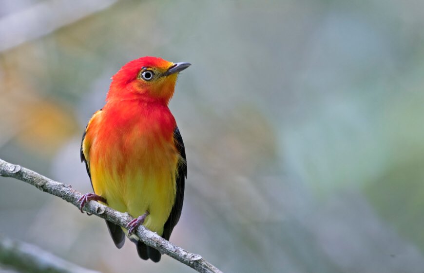 Dreamya44's tweet photo. Le #Manakin_À_Queue_Barrée (#PipraFasciicauda) est une #Espèce d'#Oiseaux de la #Famille des #Pipridae. Cette espèce vit dans le centre de l'#Amérique_Du_Sud. https://t.co/M1sVIypkbi